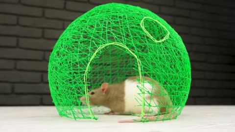 How to Draw Watermelon House with 3D PEN for Pet Rat