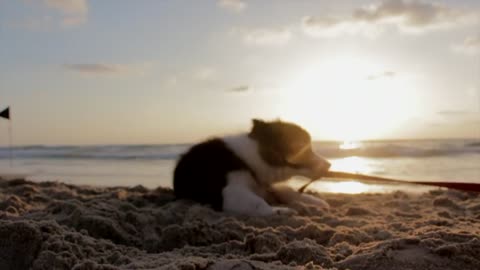 dog play on beach