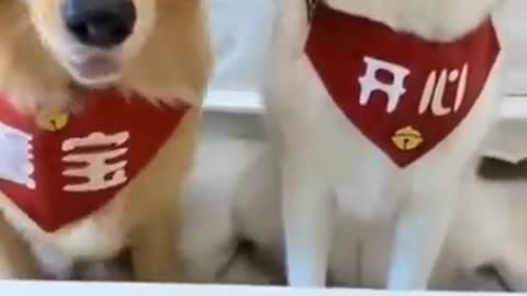 Funny dog videos 🐕Save us from these hoomans