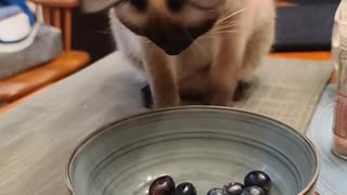 Siamese kitten likes blueberries