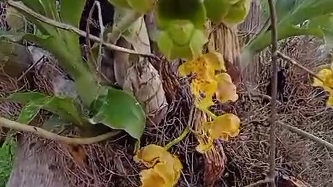 Abelhas 🐝 🐝 verdes polinização de orquídeas