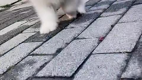 samoyeds