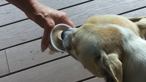 Jake's First Ice Cream Treat