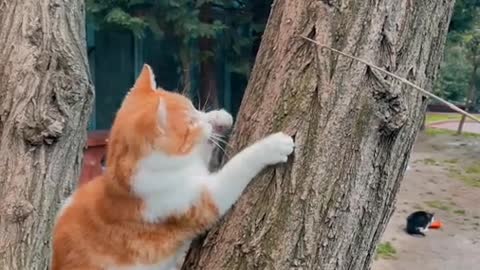 So funny cat video 🐈😺🐈