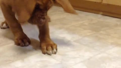 Puppy Can't Handle First Ice Cube Experience
