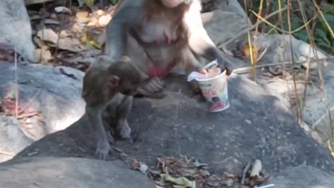 Monkey Eating Lolipop..