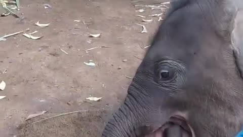 Baby Elephant Cuddle With Tourist