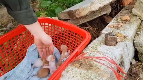 Saving The Cats Before The Heavy Rain, Touched By The Mother Cat's Motherly Love