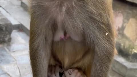 Funny video monkey