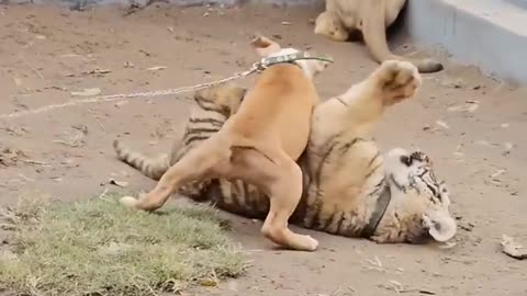 Dog Playing With Tiger - Nouman Hassan -