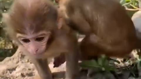 CUTIE BABIES AND ANIMALS! MUST WATCH!