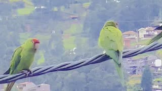 Red Masked Parrot Ecuador