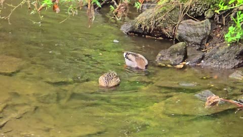 Goosander, fish and ducks on a river / Water birds and fish on a river.