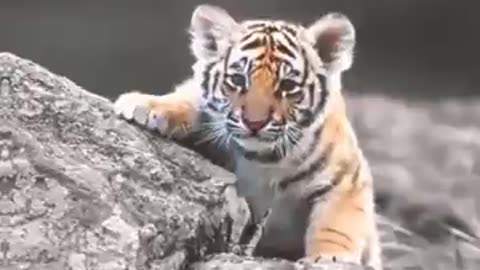 Sumatran tiger cub making love to the orange cat🤣--cute animal