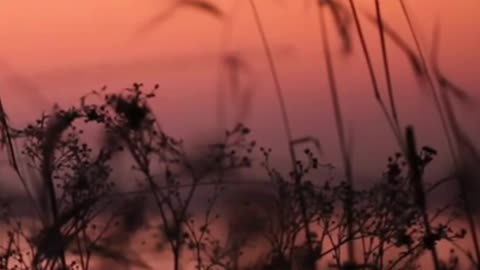 nature short video at the view of sunset ll relaxing video with beautiful relaxing music