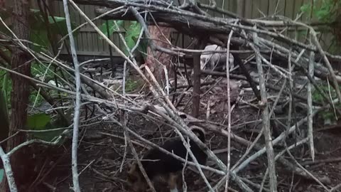 ChiChi and Romeo Squirtlin Around The Peeper Yard