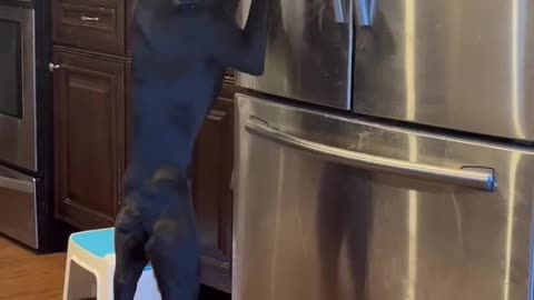 Dog Learns How To Use Fridge Ice Maker