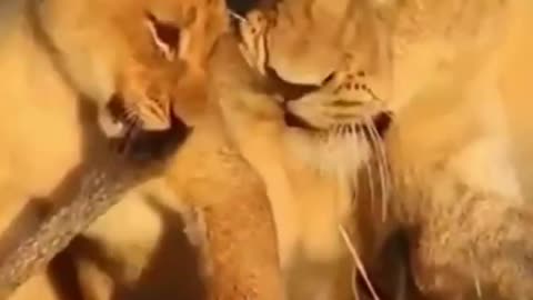 cute cub playing with mothers