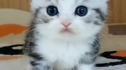 Innocent kitten 🐈❤️|| Cat lover || Beautiful kitten || #shorts #kitten #cat #catvideos