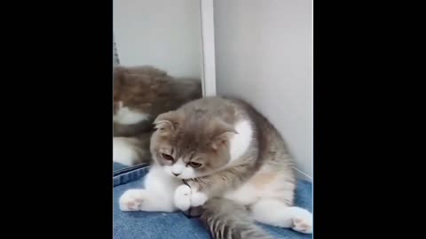 cute cat steals glasses funny video