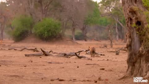 Hyena Cub Spotty Diserang oleh Sifat Cinta Keluarganya Sendiri