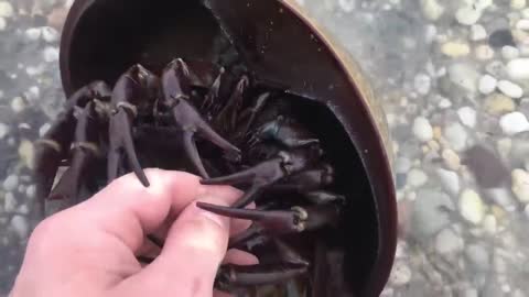Are Horsesshoe crabs dangerous?