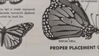 How To Tag A Monarch Butterfly