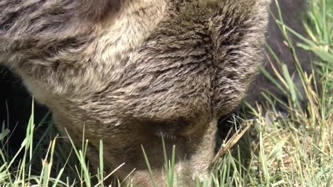 Grizzly Bear Attacks Idaho Archery Hunter