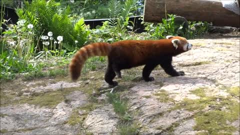 Snow leopard and red panda