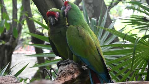 Macaw birds