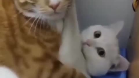 Funny video of cat