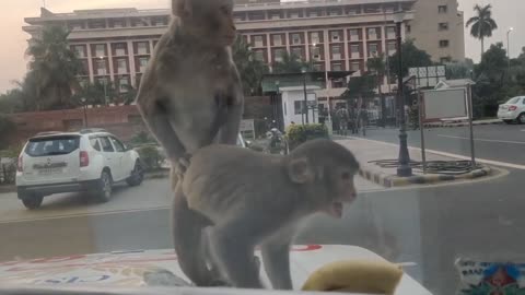 monkey funny moments video
