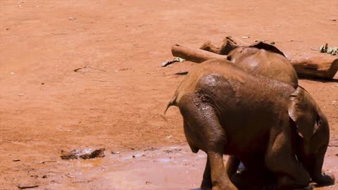 Two elephants are playing in the mud. Relly Awesome moment..