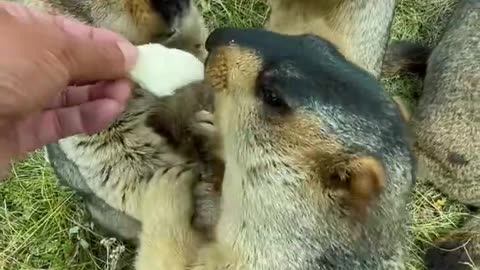 Cute Himalayan Marmot,
