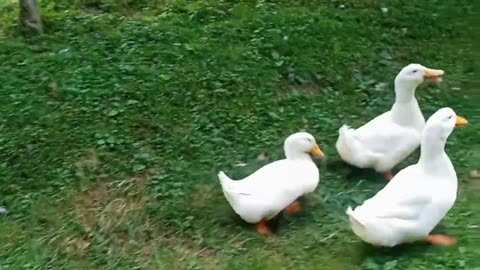 How To Tell If Your Duck Is Male Or Female