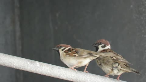 Tree Sparrows Mating Under The Highway