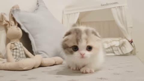 Cute kitten video short leg cat-kimskennelUS