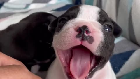 Watch This Cute Little Puppy Video...