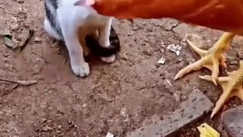 Cat vs Chicken: Watch What Happens Next and Get Ready to Laugh in 2023