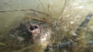 Snapping Turtle