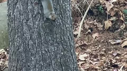 Squirrel got a nut