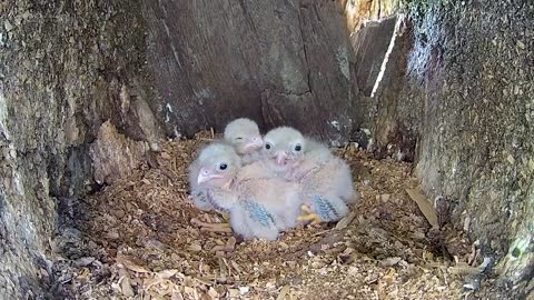 Kestrel Dad Learns to Care for Chicks After Mum Disappears-2