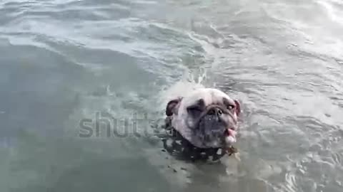 Woman train pug dog to swims in sea water with leash