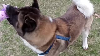 Akita enjoys toys