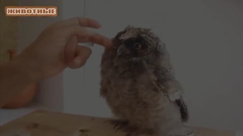 Funny and cute owls !!