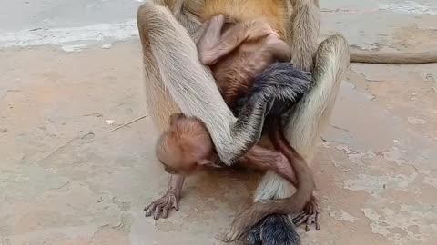 mother monkey and her new born baby