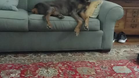 Comfy dog...