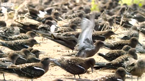 Fish Vs Bird | 4KUHD | Blue Planet II | BBC Earth