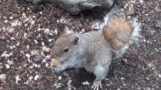Grey Squirrels Beaumont Park Plymouth Ocean City