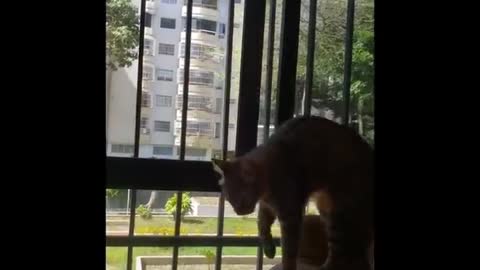 Funniest Cats 😹 - Don't try to hold back Laughter 😂 - Funny Cats Life